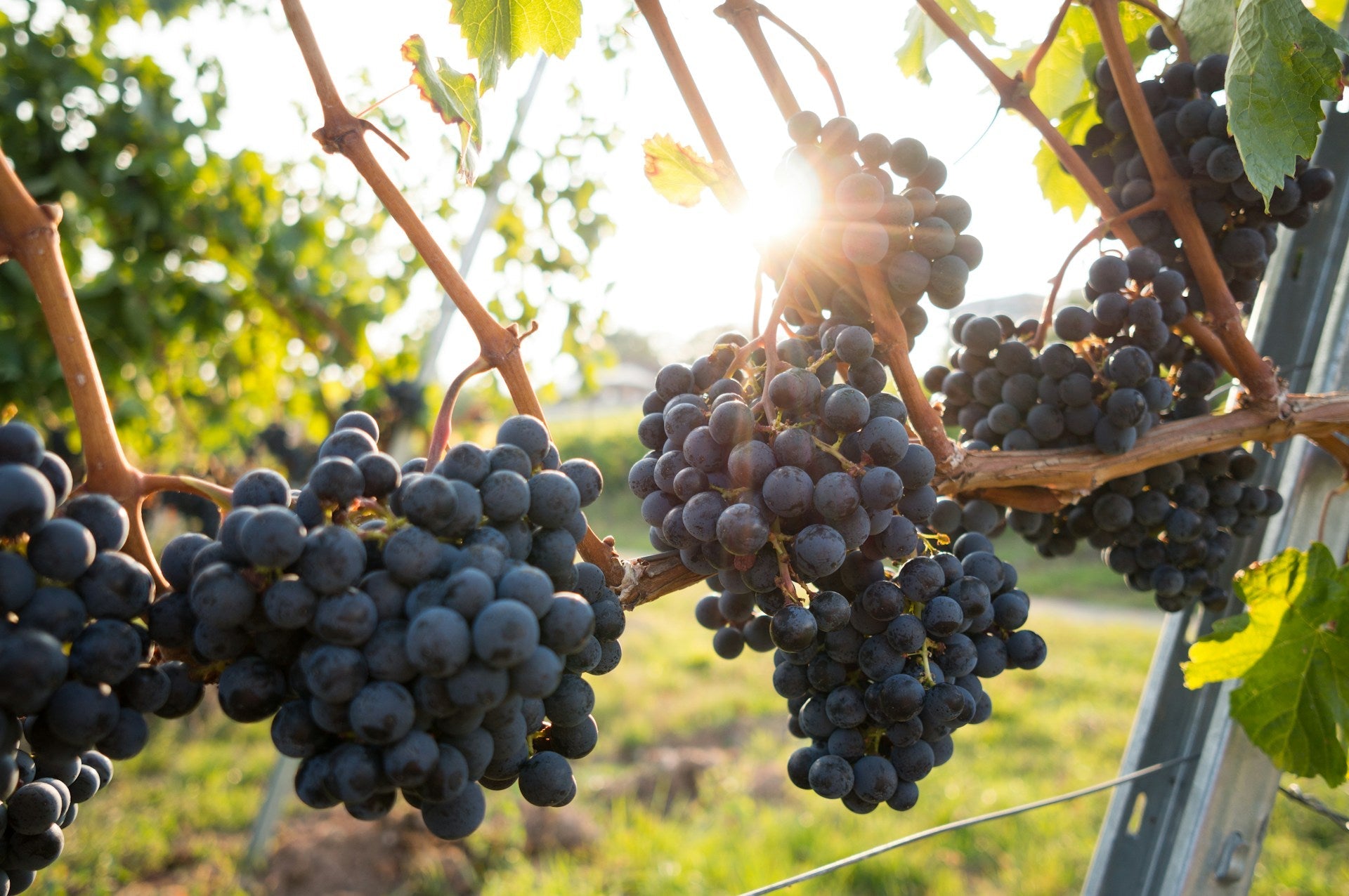Weinreben im Herbst