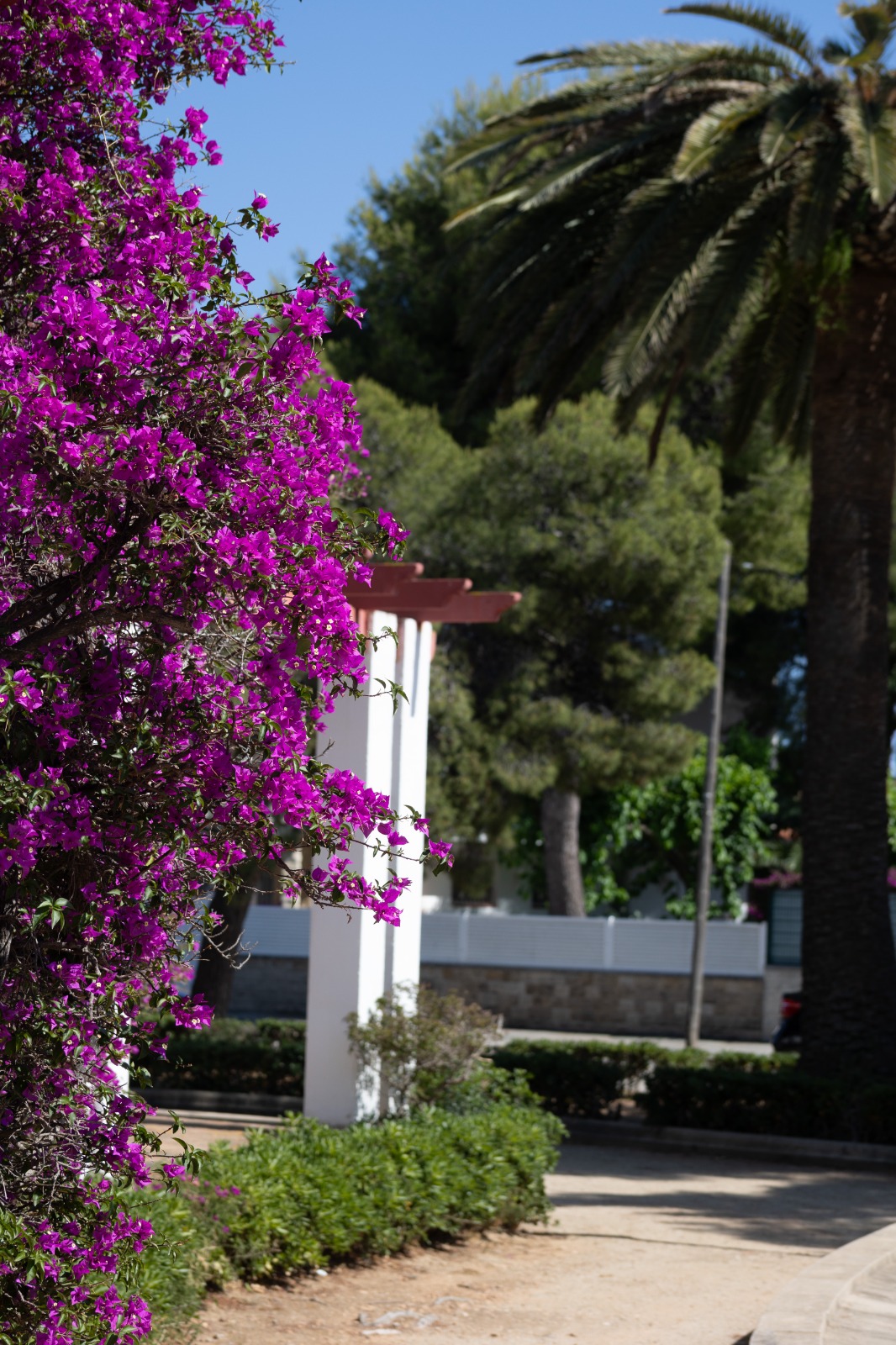 Bougainvillea in voller Blüte