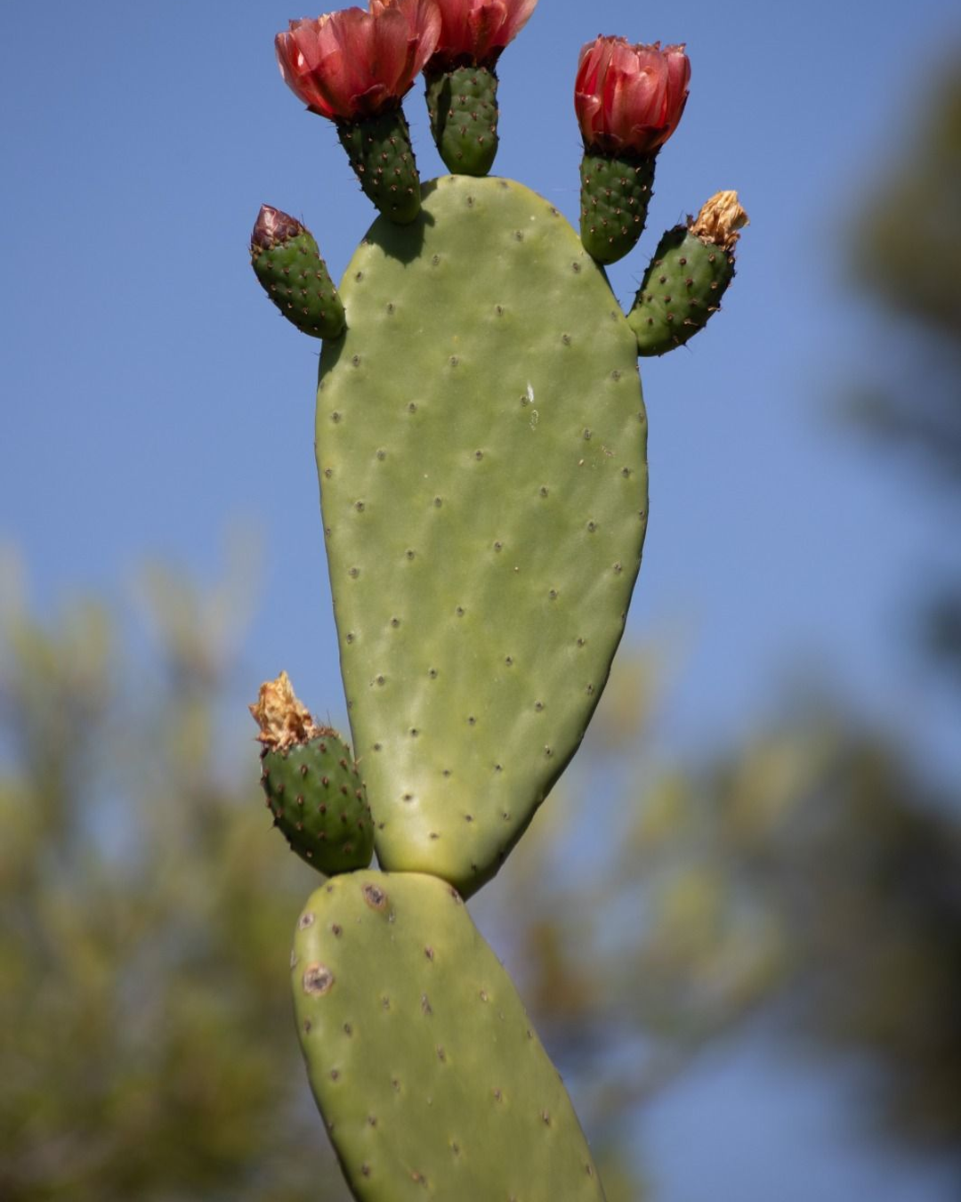 Feigenkaktus in Blüte