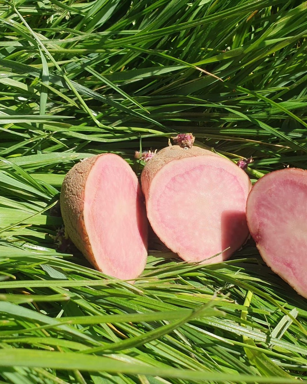 Heiderot Kartoffel Querschnitt — alte Sorte mit rotem Fleisch