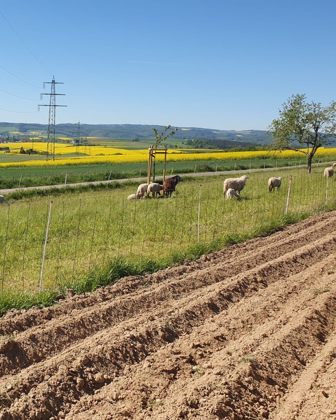 Schafe auf dem Feld — Landwirtschaft im Mittelrheintal